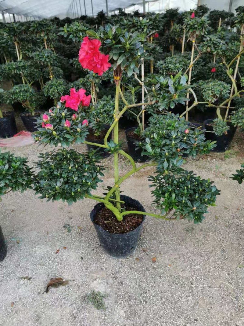 游龙杜鹃四季开花各种造型