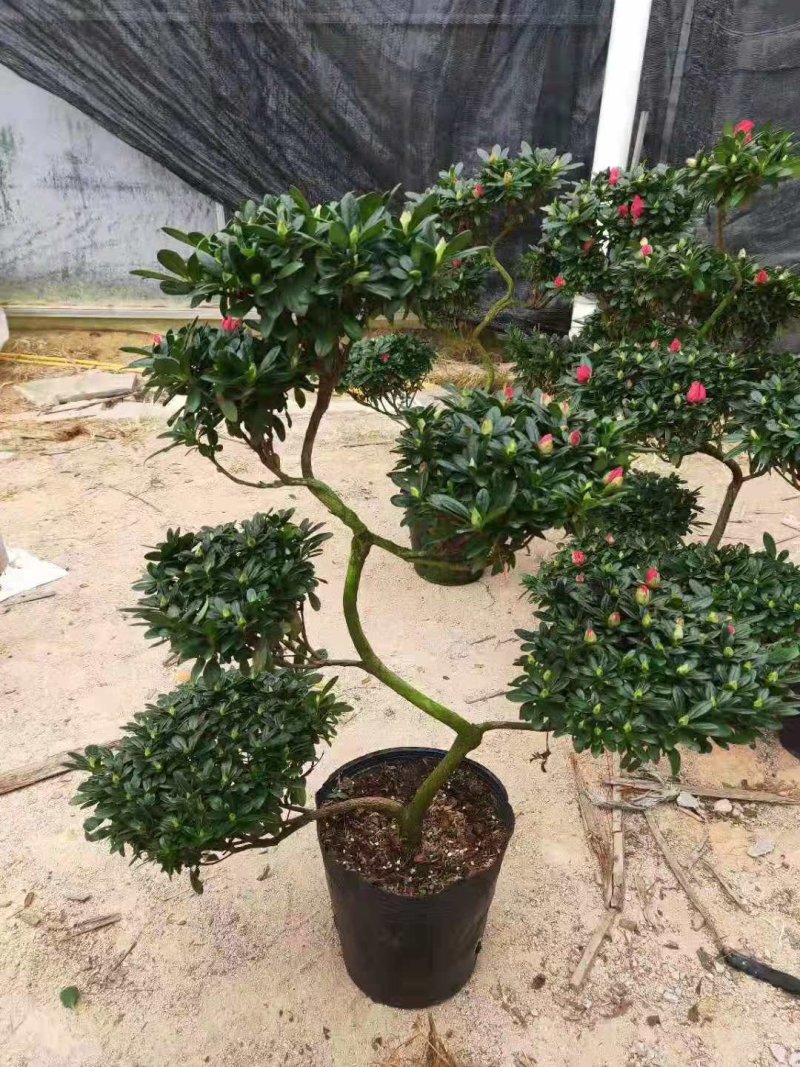 游龙杜鹃四季开花各种造型