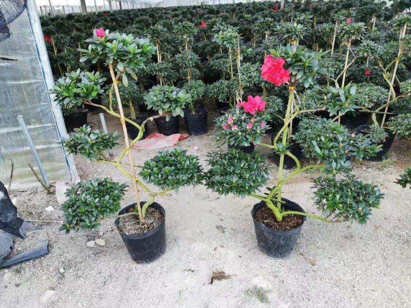 游龙杜鹃四季开花各种造型