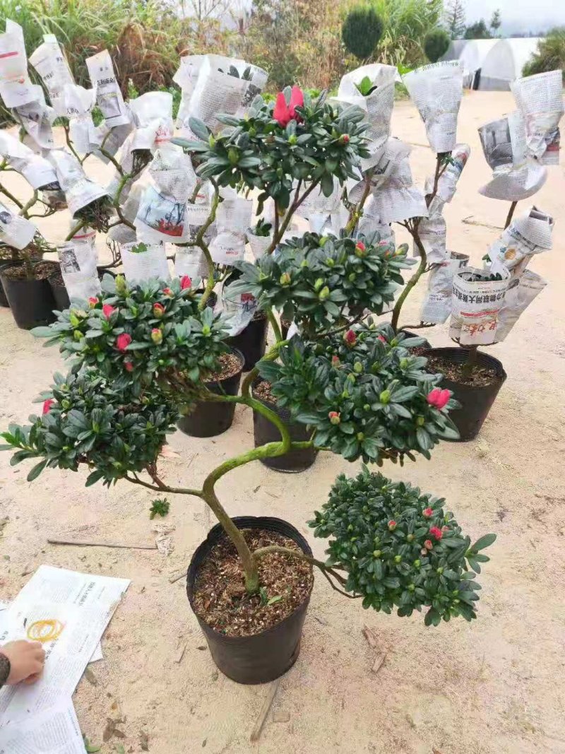 游龙杜鹃四季开花各种造型