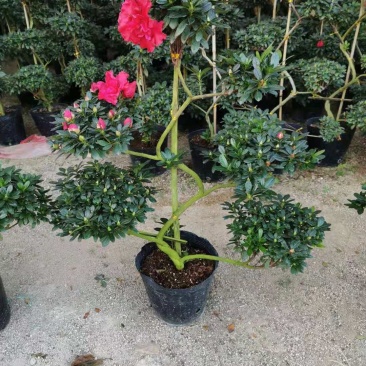 游龙杜鹃四季开花各种造型