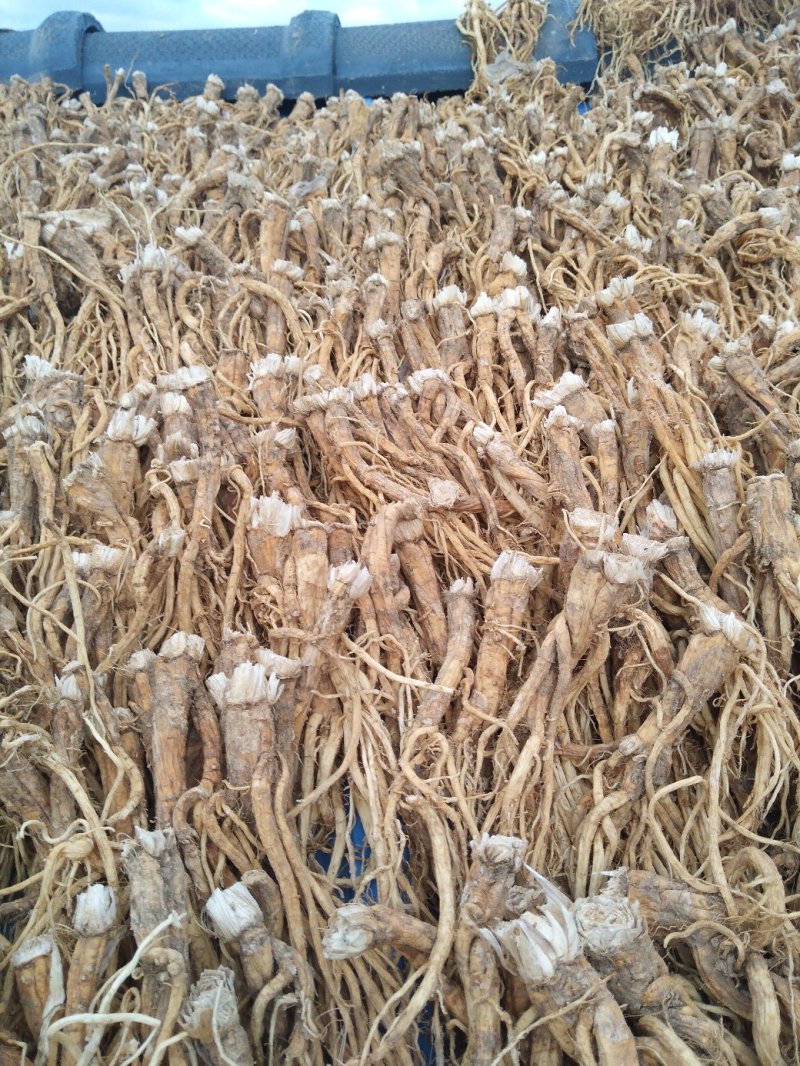 秦艽产地销售干货质量干度保证需要的欢迎下单