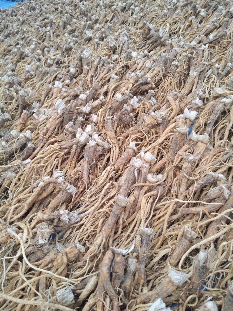 秦艽产地销售干货质量干度保证需要的欢迎下单