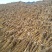 秦艽产地销售干货质量干度保证需要的欢迎下单