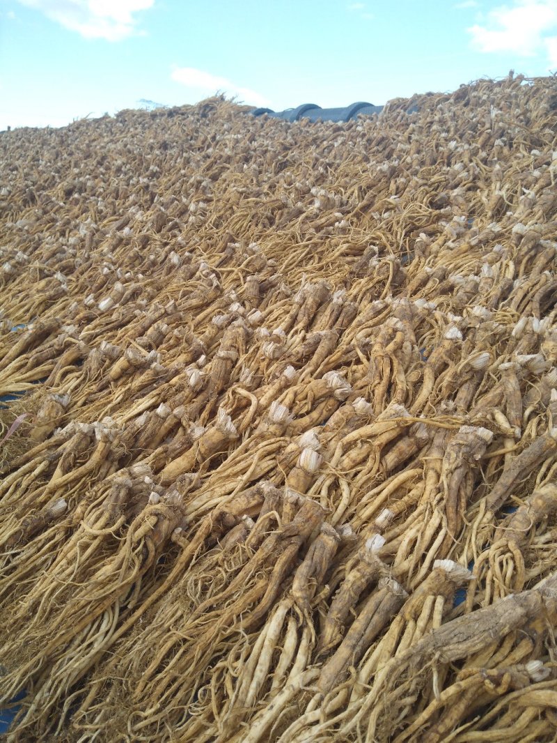 秦艽产地销售干货质量干度保证需要的欢迎下单