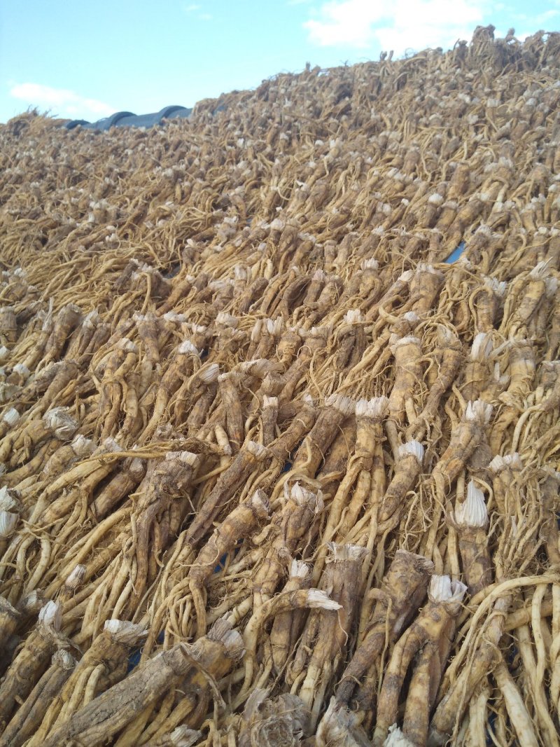 秦艽产地销售干货质量干度保证需要的欢迎下单