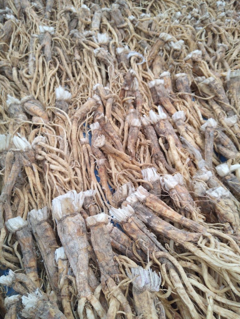 秦艽产地销售干货质量干度保证需要的欢迎下单