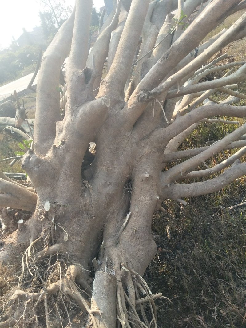 枸榾树桩，可预定，各种大小树桩