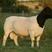 黑头杜泊绵羊，澳洲白绵羊，全国包邮，货到付款