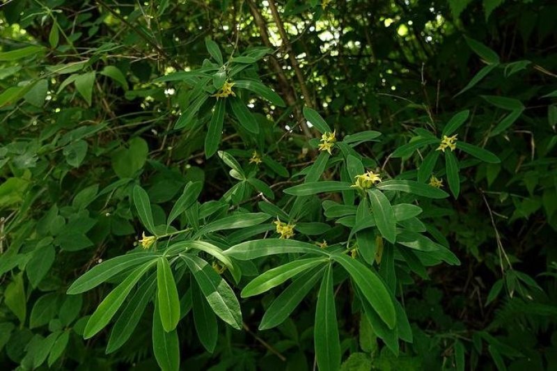 祖师麻祖司麻中草药干中药材111年级农家
