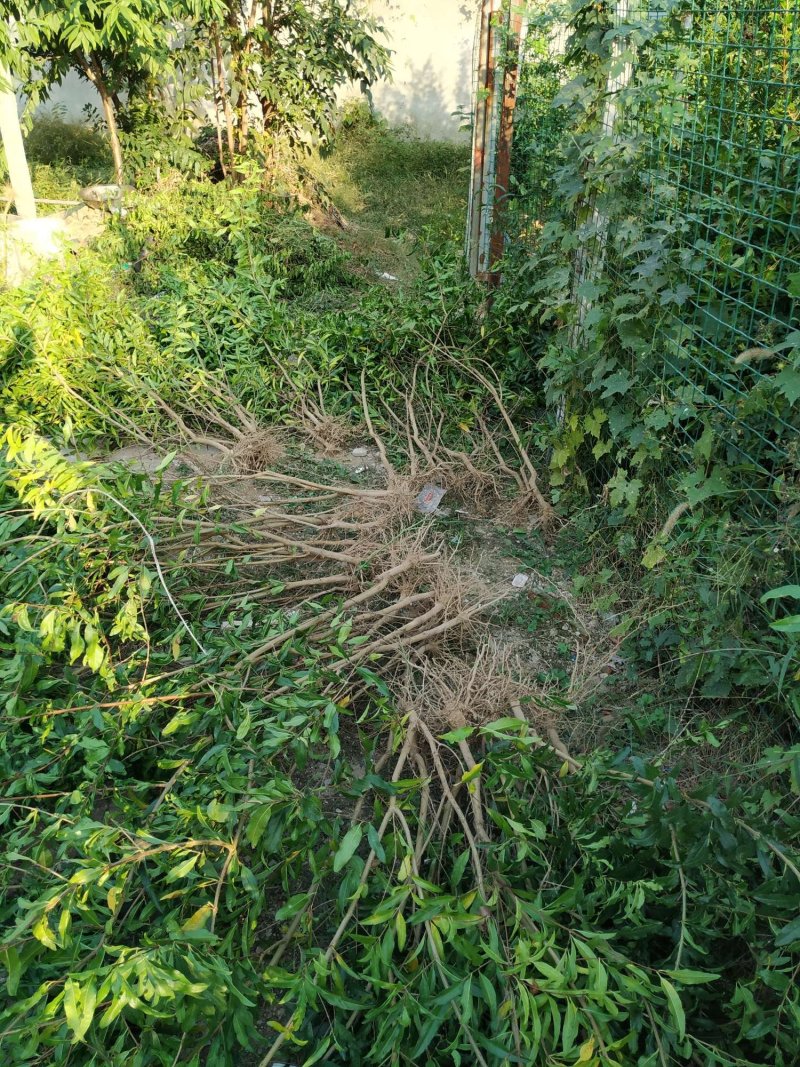 怀远石榴树苗，怀远白玉石榴苗，红玉石榴苗，