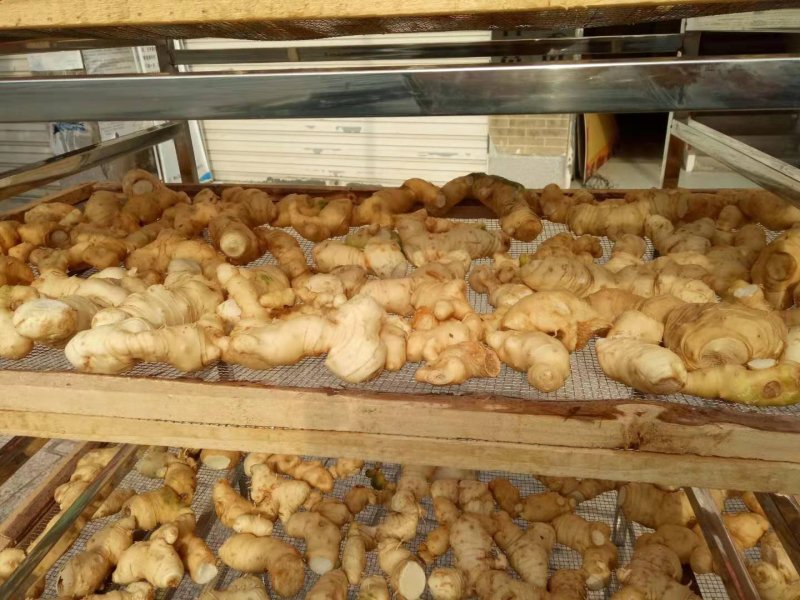 四川姜型多花黄精大量上市了
