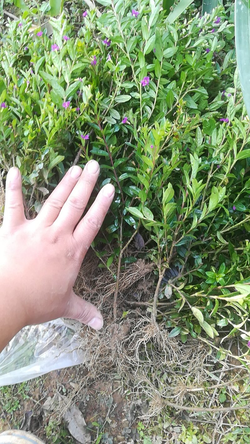 满天星苗满天星盆栽萼距花庭院花卉园林绿化树苗工程苗