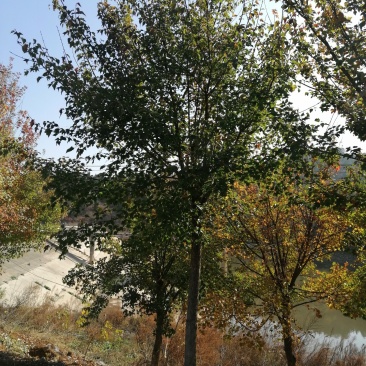 三角枫槭树彩叶树种，观赏价值高，成活率高熟货山货散货都有