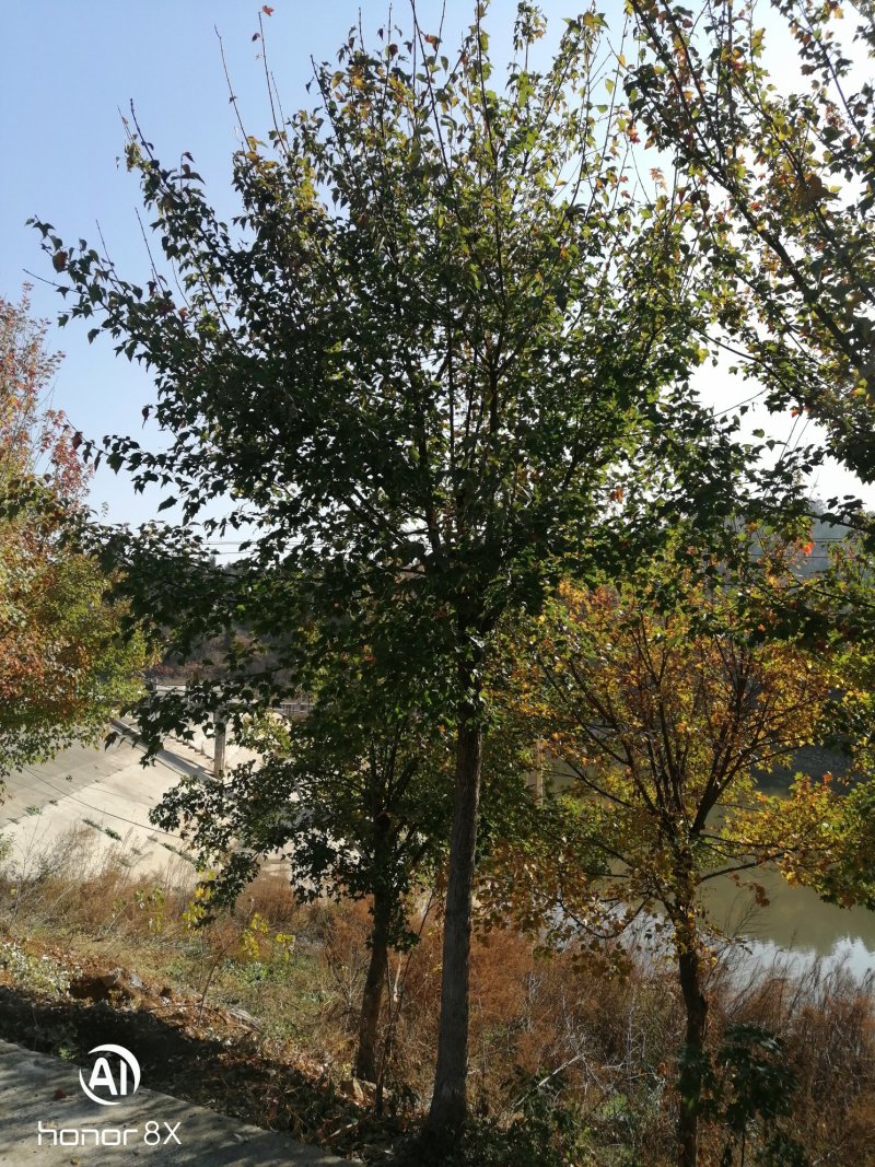 三角枫槭树彩叶树种，观赏价值高，成活率高熟货山货散货都有