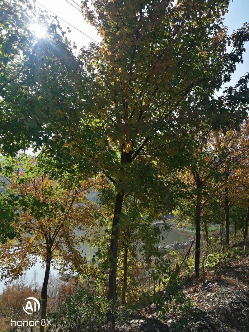 三角枫槭树彩叶树种，观赏价值高，成活率高熟货山货散货都有