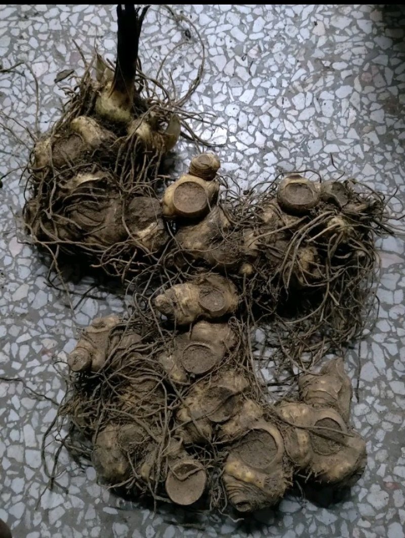 江西姜型多花黄精倒苗品种