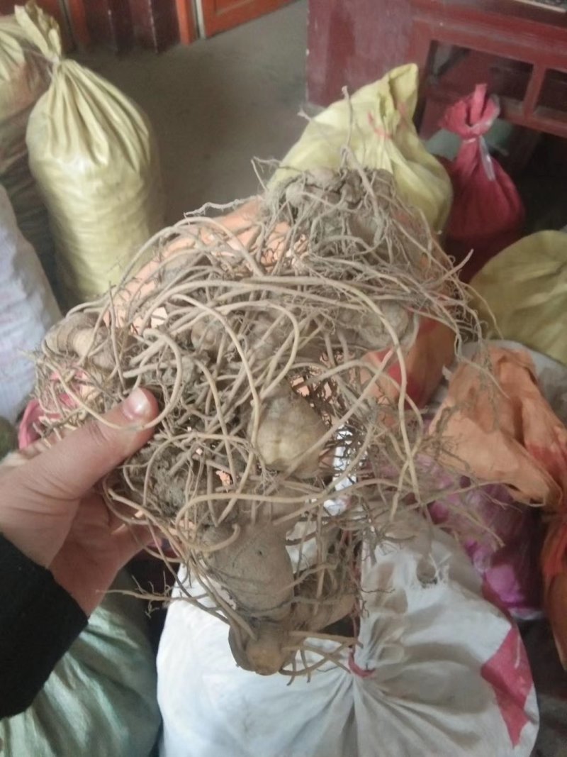 江西姜型多花黄精倒苗品种