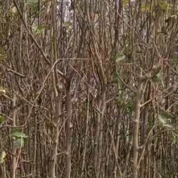占地梨树