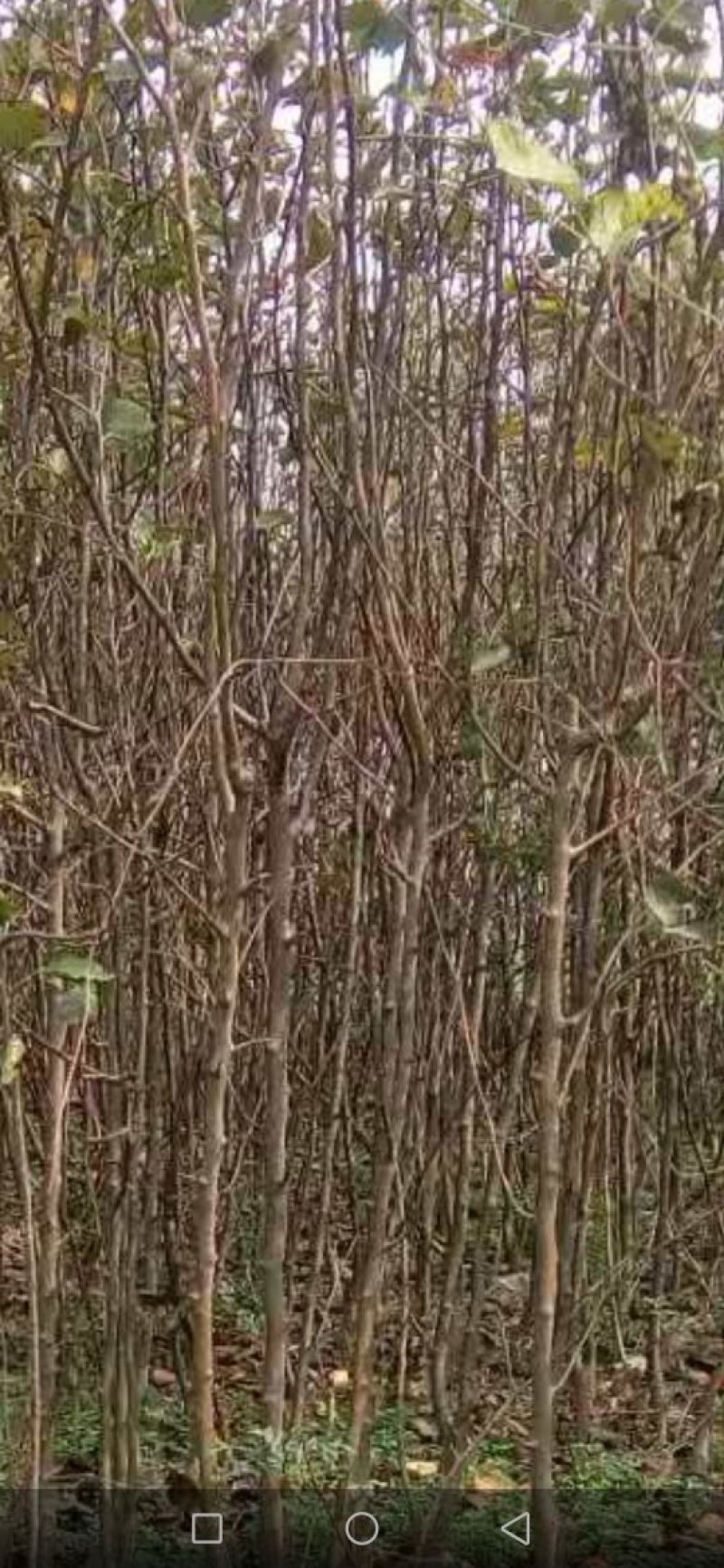 占地梨树