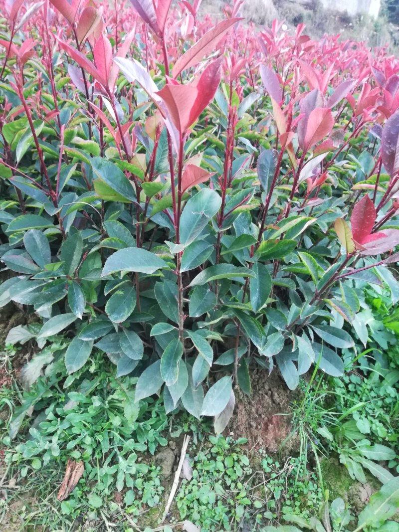 红叶石楠小苗，红叶石楠柱子，红叶石楠球，色块小苗