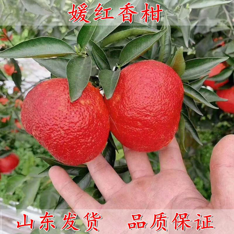 新品种媛红碰柑苗红肉柑橘苗当年结果南方种植苗