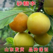 蜂糖李/大苗/一年结果苗味道浓甜包邮指导