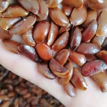 柿树籽.23年新加工.产地直销保证纯新货芽率95%以上