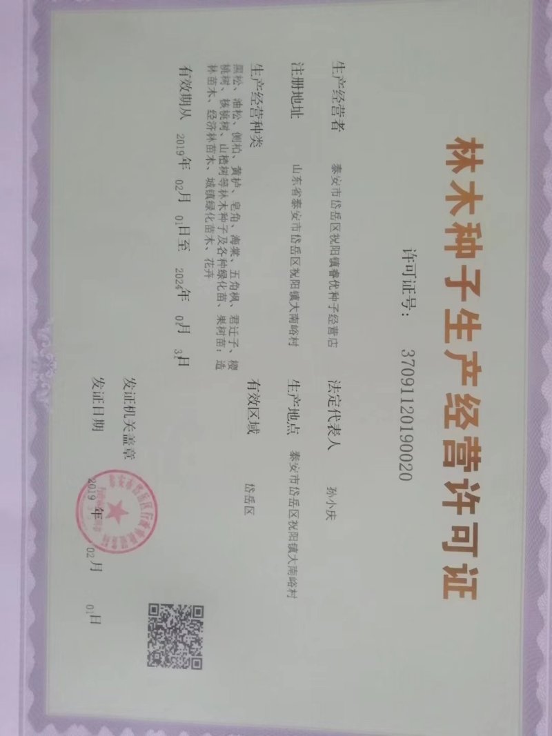 柿树籽.23年新加工.产地直销保证纯新货芽率95%以上