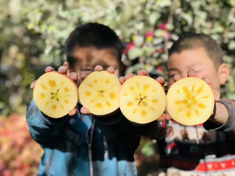 阿克苏冰糖苹果万亩果园2022年最新货源，专业诚信代办！