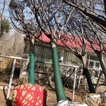 合欢