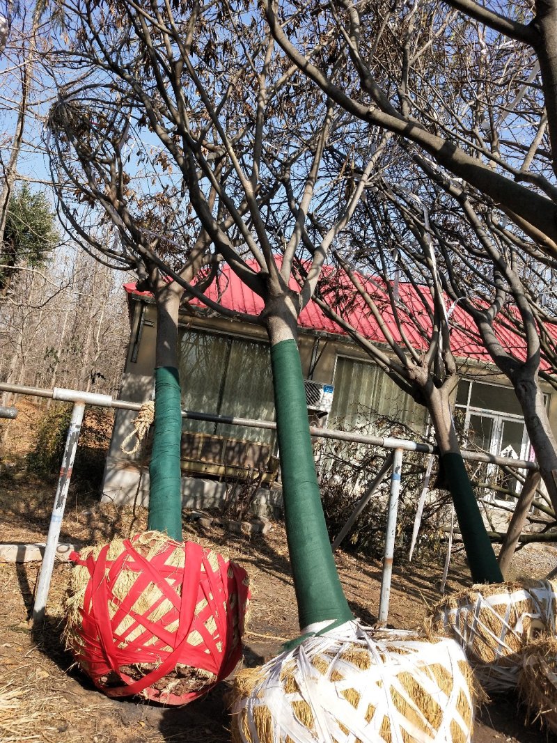 合欢