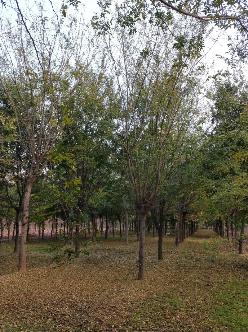 皂角树
