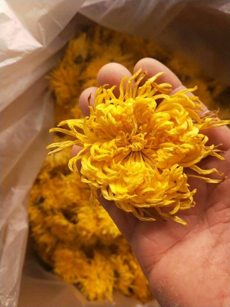 无虫无黑心金丝皇菊