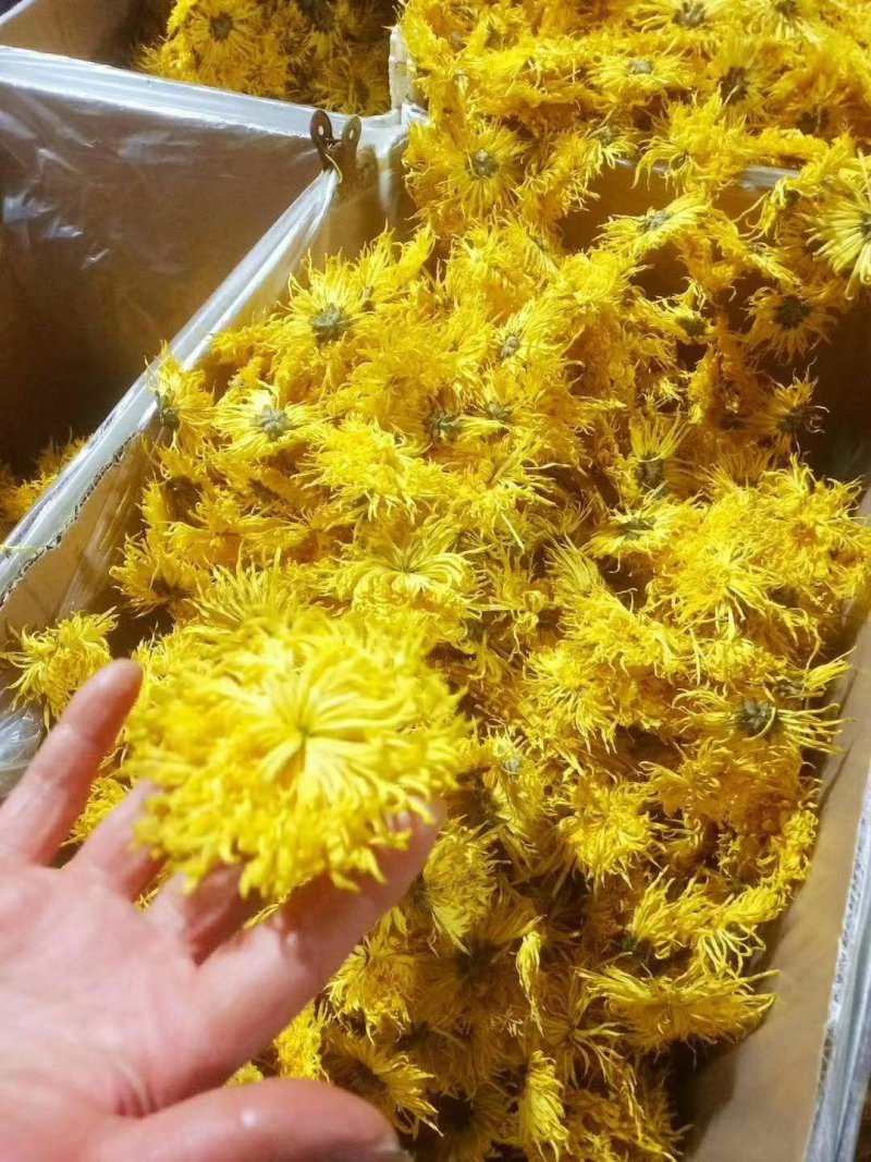 无虫无黑心金丝皇菊