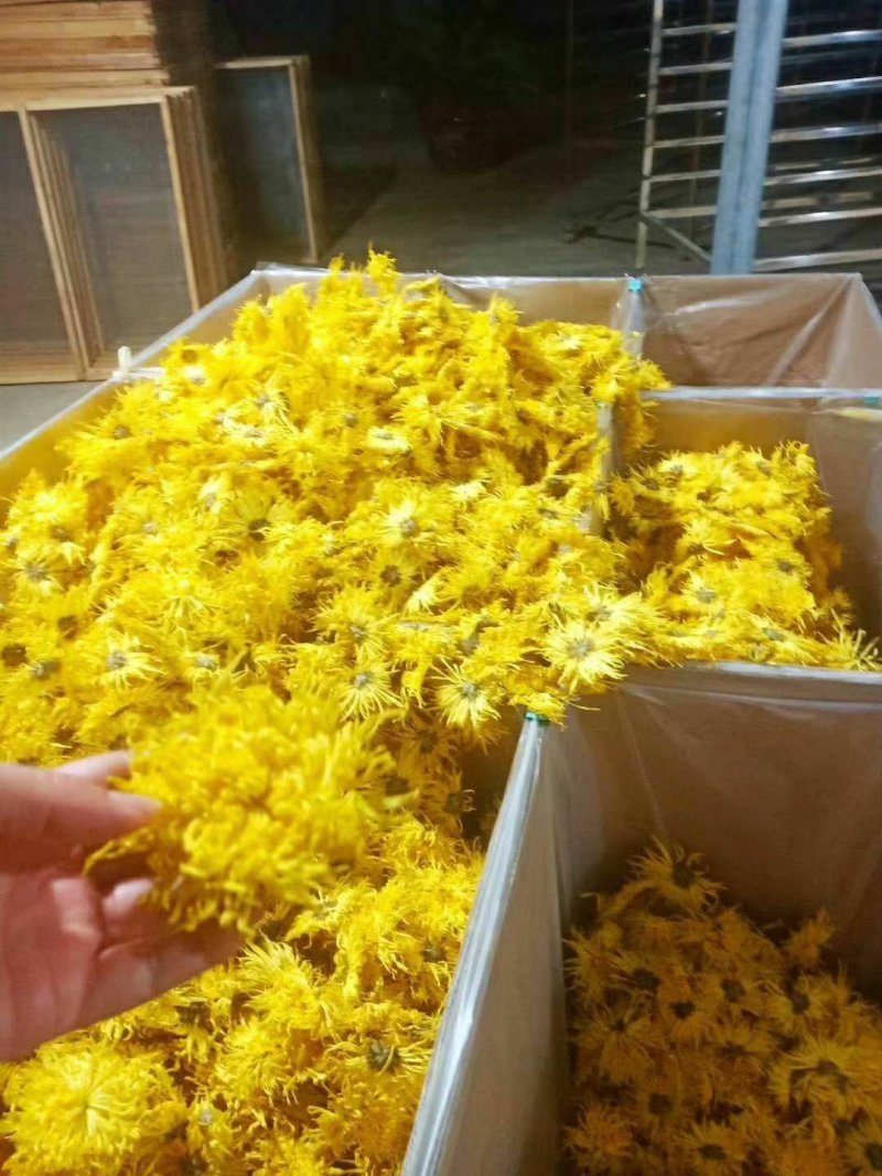 无虫无黑心金丝皇菊