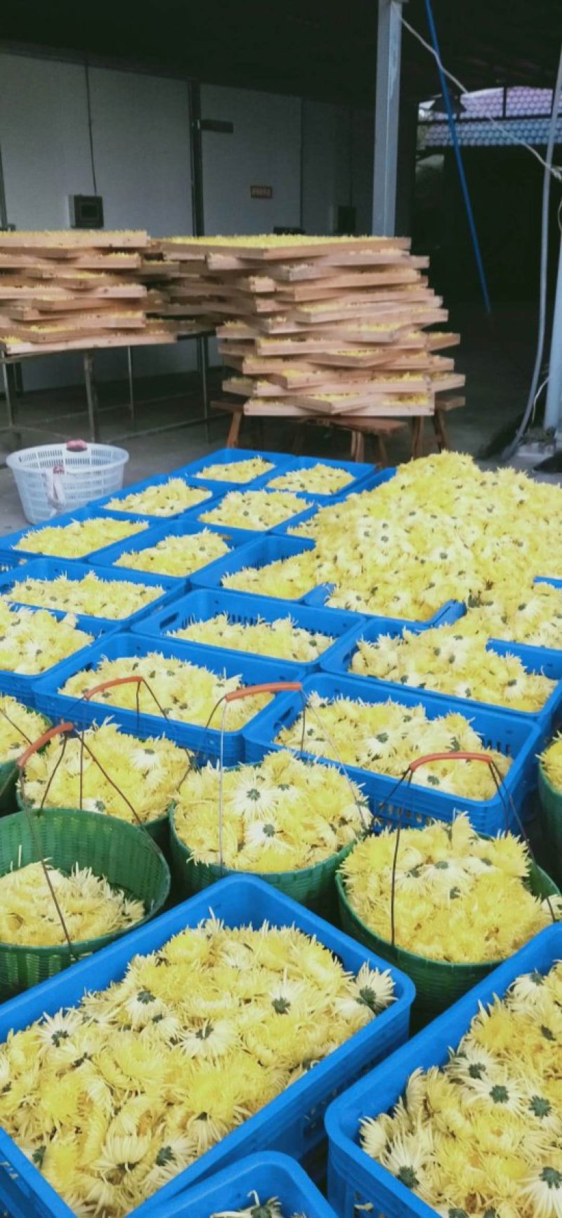 无虫无黑心金丝皇菊