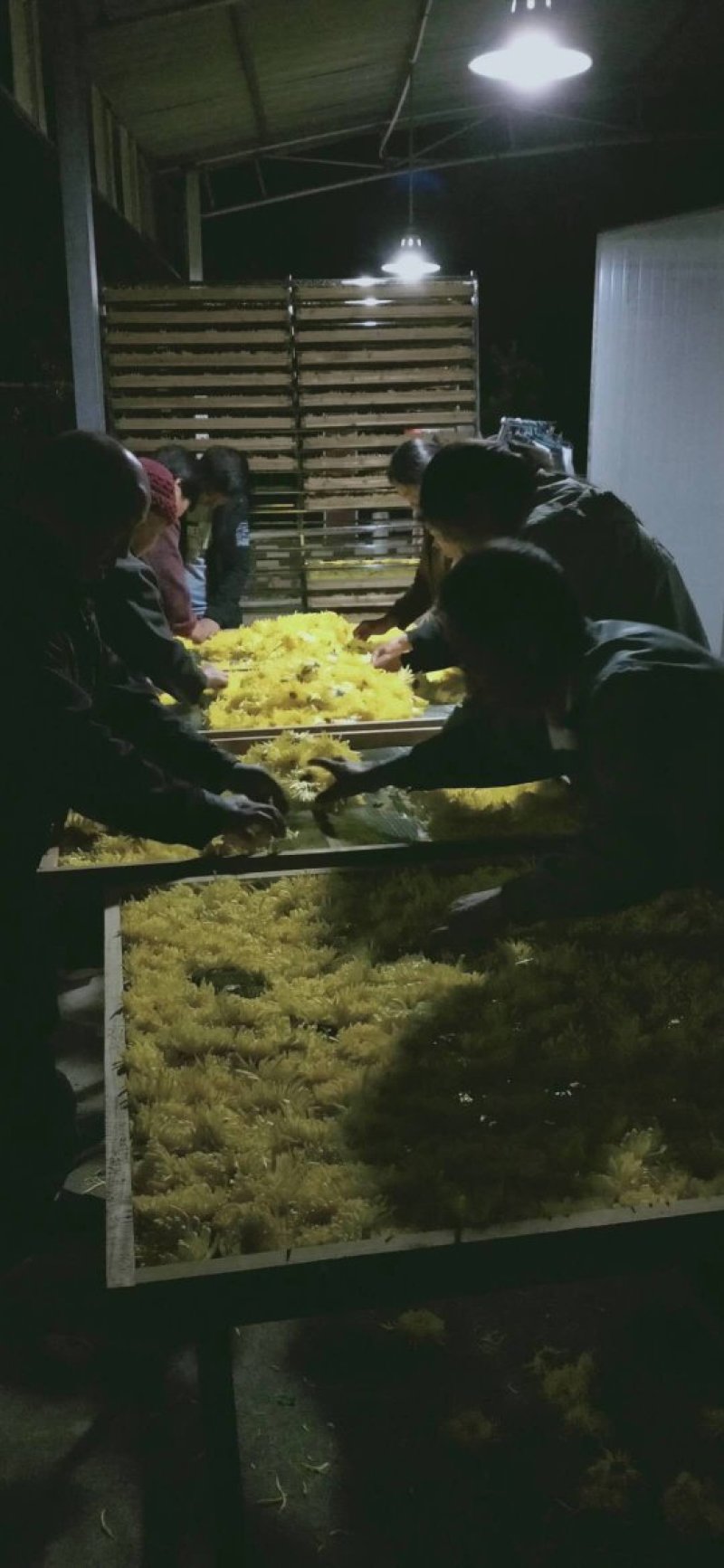 无虫无黑心金丝皇菊