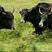 牦牛肉牦牛排现宰新鲜肉草原野生放养牛五斤起拍