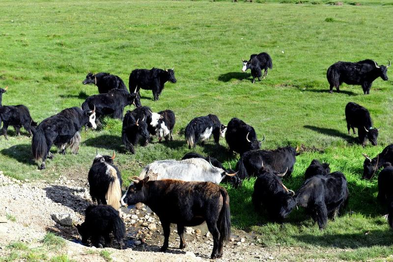 牦牛肉牦牛排现宰新鲜肉草原野生放养牛五斤起拍