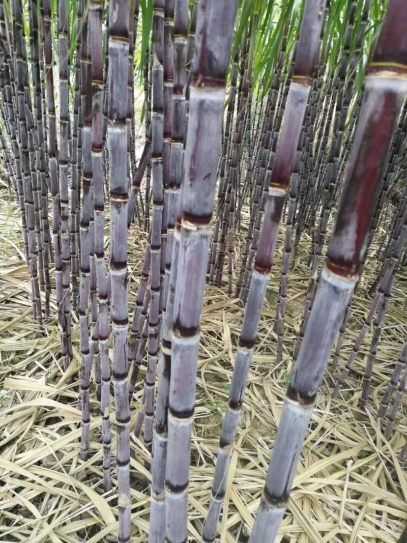 甘蔗4~6斤2.5~4cm2~2.5米