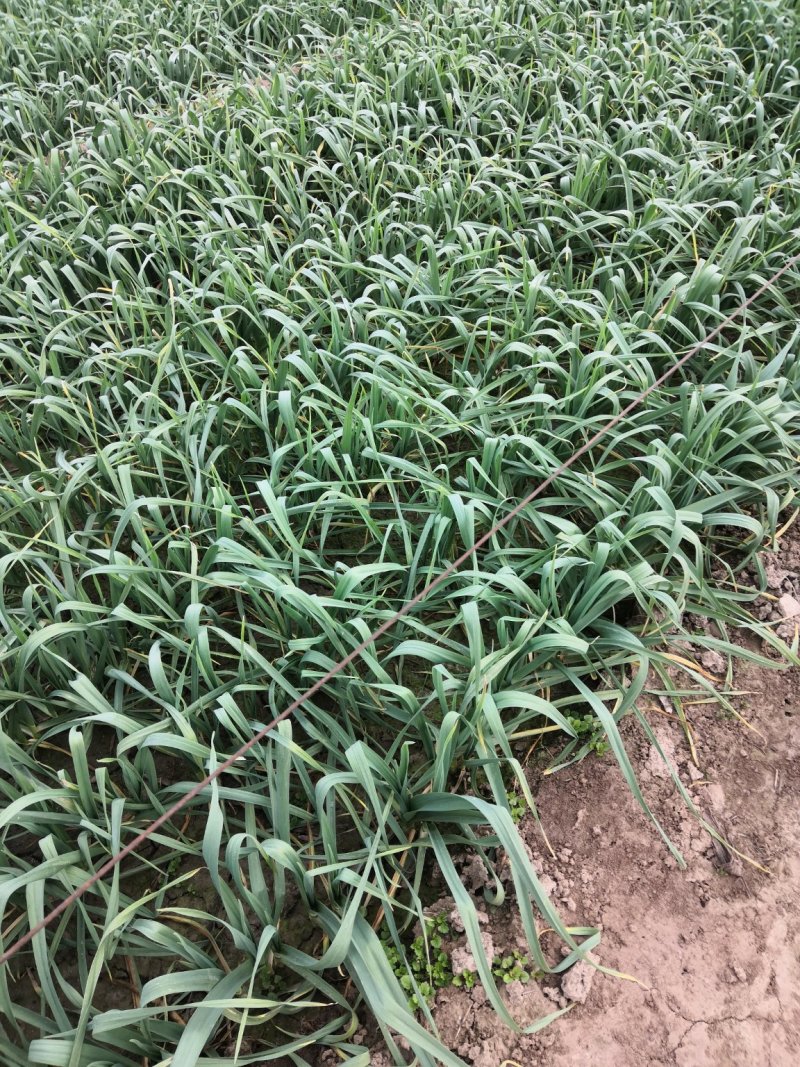 华卅区红根蒜苗十一月底陆续大量上市欢迎各地客商看货订购