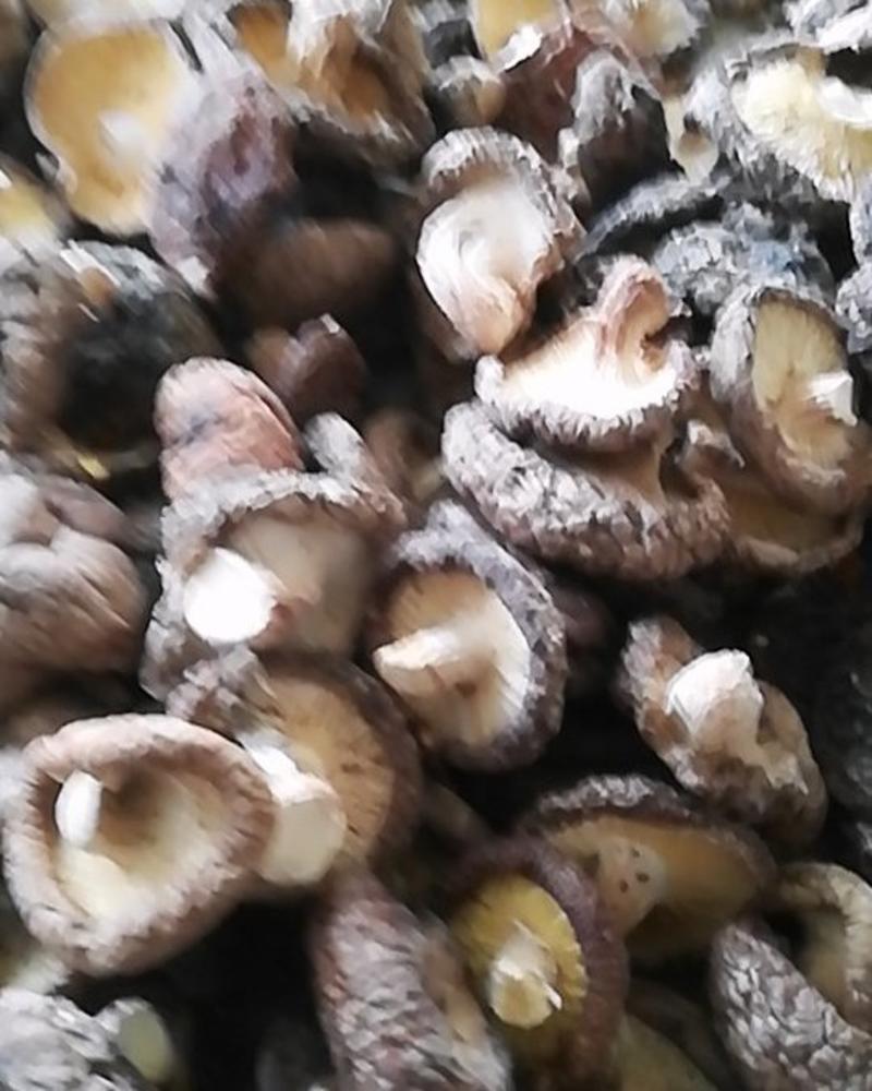河北承德今年新货上市，香菇干品，自种自销，形状圆，色泽好
