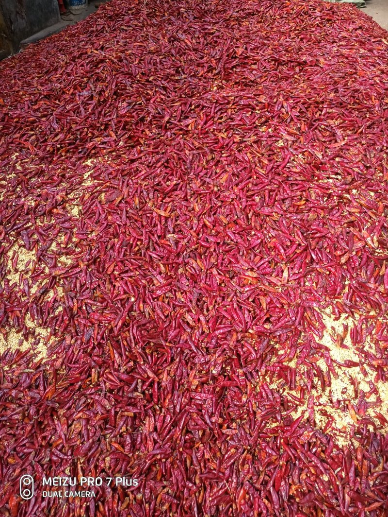 三樱椒辣椒粗片，中粗