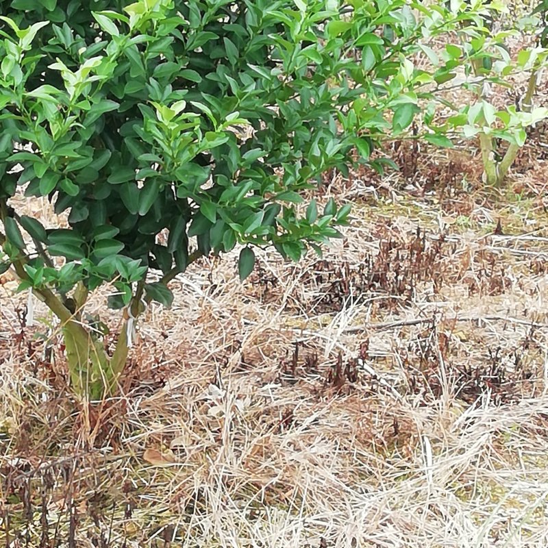 嫁接枝条