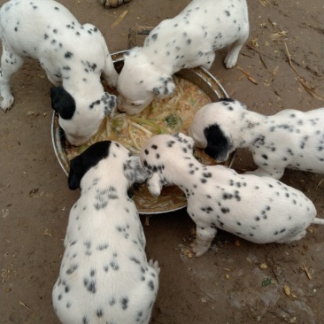 斑点狗，又名大麦盯犬，性格温顺，外观美，