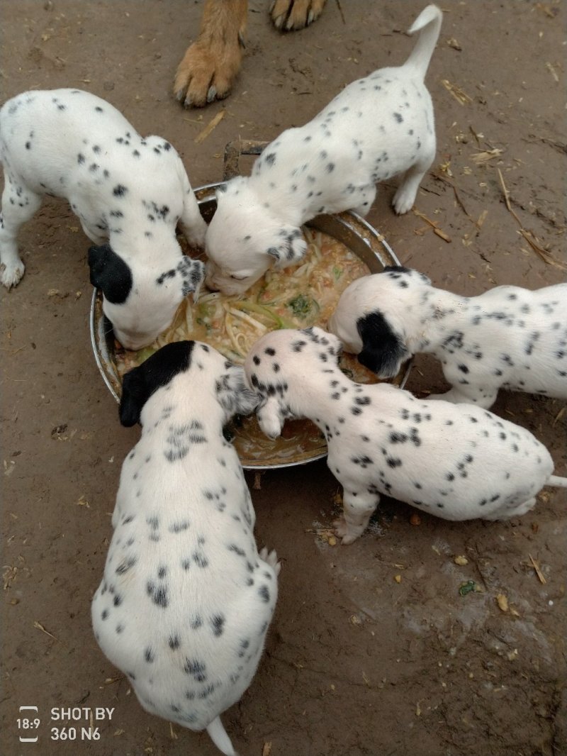 斑点狗，又名大麦盯犬，性格温顺，外观美，