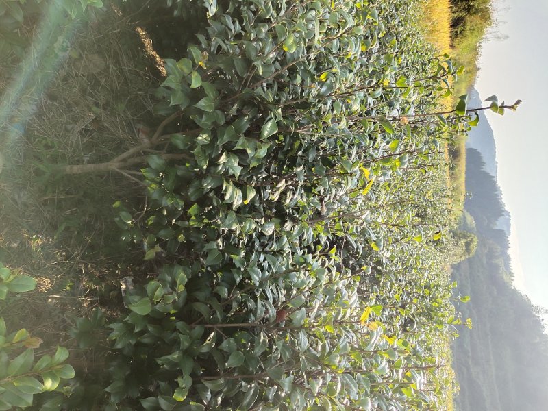湖南茶花，山茶花茶花球，工程苗木，茶花苗基地现挖现发