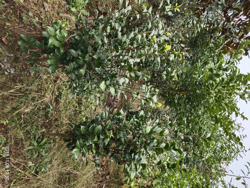 湖南茶花，山茶花茶花球，工程苗木，茶花苗基地现挖现发