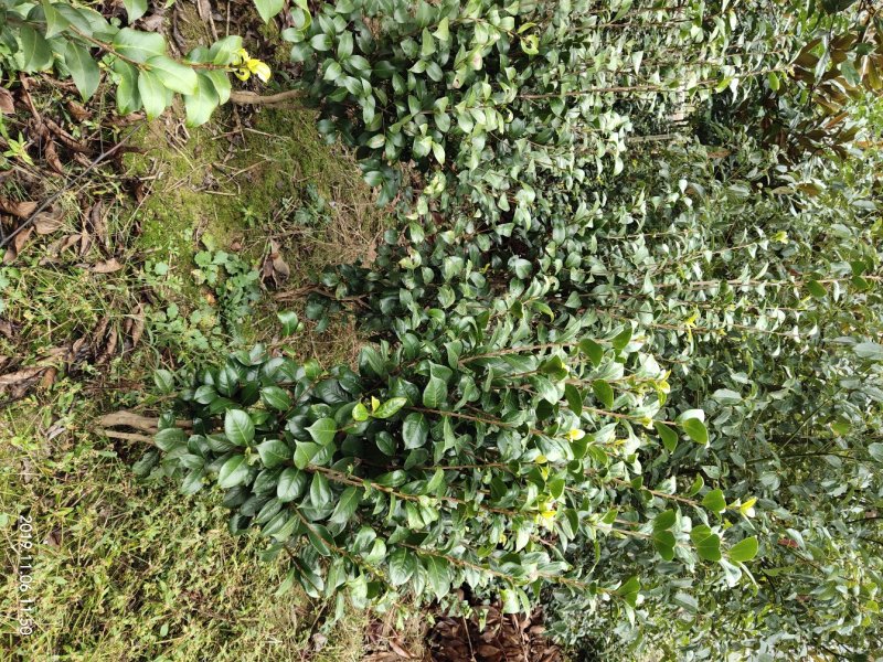 湖南茶花，山茶花茶花球，工程苗木，茶花苗基地现挖现发